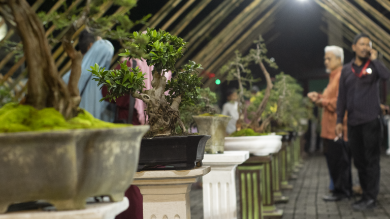 Bangka Bonsai Fest 2024: Kolaborasi Seni dan Pariwisata Lokal